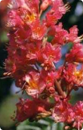 Bachblüte Nr. 25. Red Chestnut
