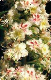 Bachblüte Nr. 35. White Chestnut